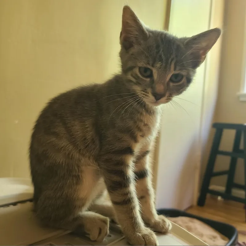 Doja Cat thumbnail 2