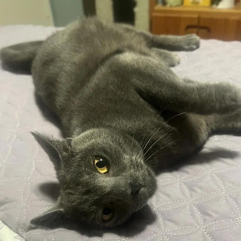 Doja Cat thumbnail 3