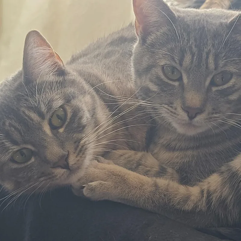 Doja Cat thumbnail 4