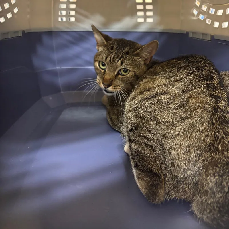 An adult medium-sized male Gray / Blue / Silver Domestic Short Hair cat named Dash for adoption in Lake Jackson, TX