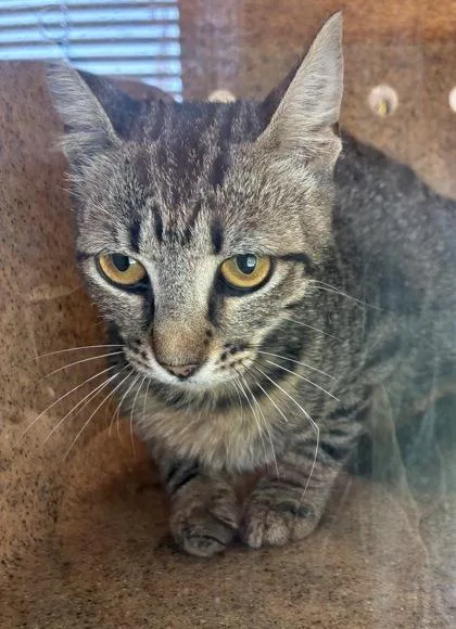 An adult medium-sized female Domestic Short Hair cat named Helen for adoption in Lafayette, IN