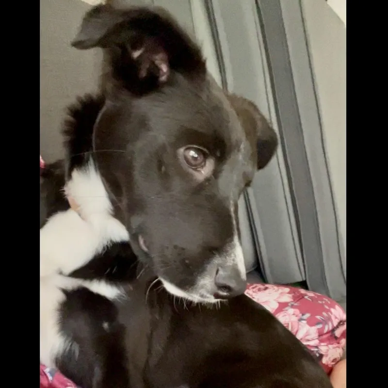 A baby medium-sized female Black Border Collie dog named Cello for adoption in Houston, TX