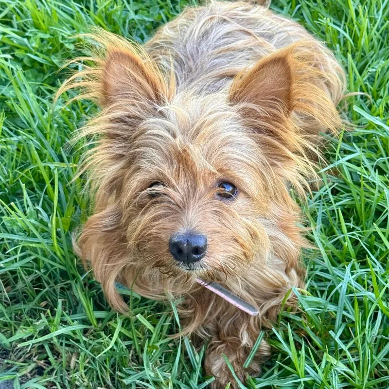 An adult small-sized male Brown / Chocolate Yorkshire Terrier dog named Hampton  Chino Hills for adoption in Chino Hills, CA