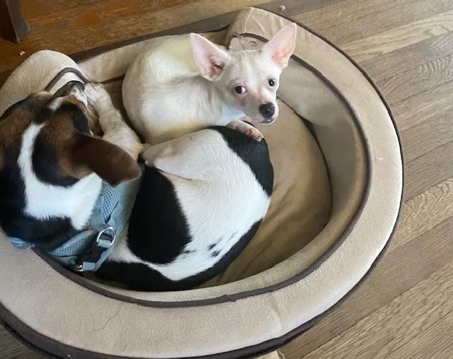 Halfpint thumbnail 3