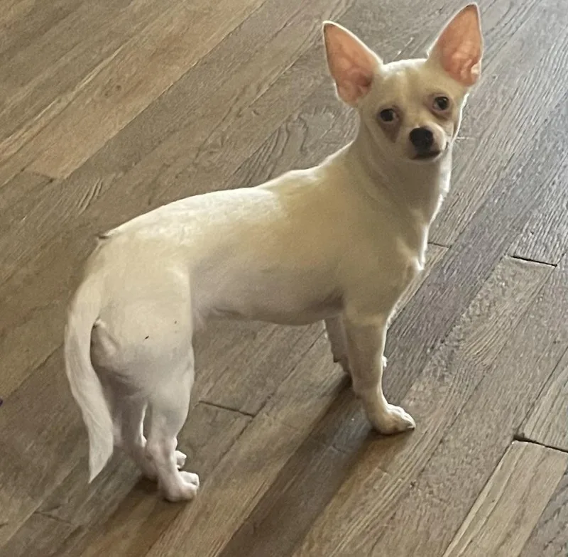 Halfpint thumbnail 4