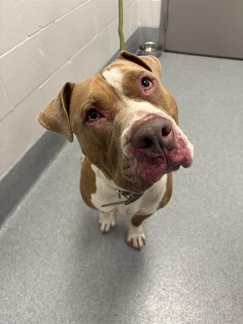 An adult large-sized male Pit Bull Terrier dog named Prince for adoption in Indianapolis, IN