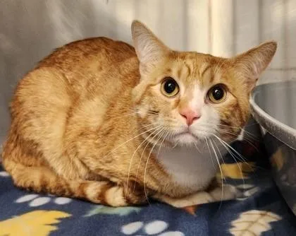 A young large-sized male Tabby (Orange / Red) Domestic Short Hair cat named Sam for adoption in Butte, MT