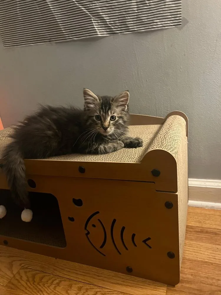 A baby small-sized female Gray / Blue / Silver Domestic Medium Hair cat named Isabella for adoption in Westwood, NJ