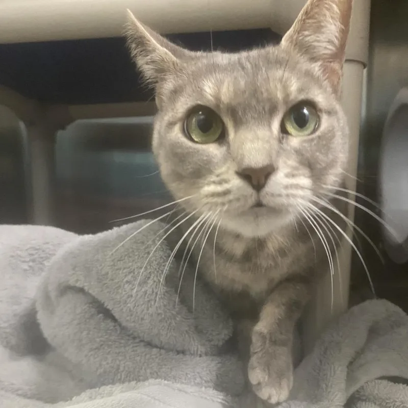 An adult medium-sized female Gray / Blue / Silver Domestic Short Hair cat named Ellie for adoption in Philadelphia, PA