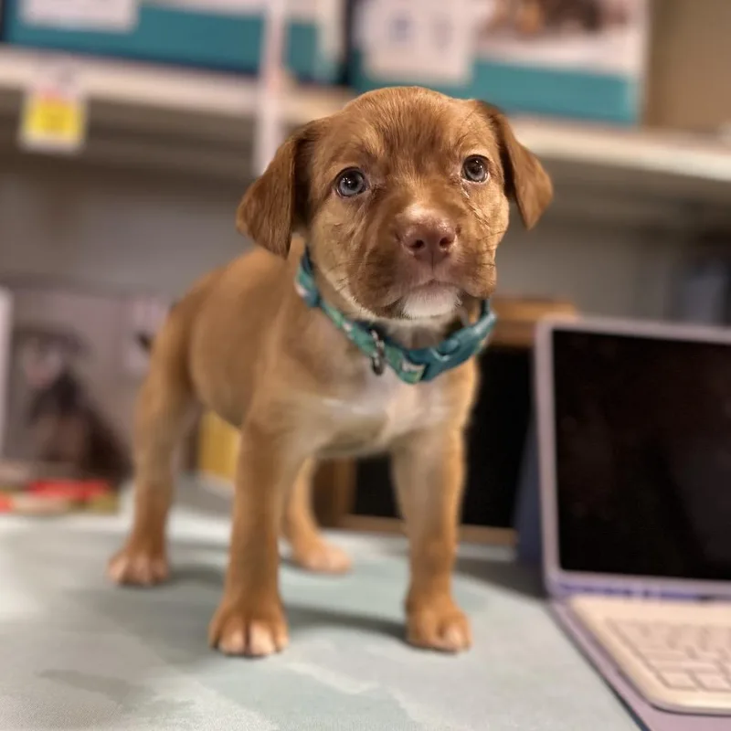 A baby medium-sized female Brown / Chocolate Pit Bull Terrier dog named Honey for adoption in Kissimmee, FL