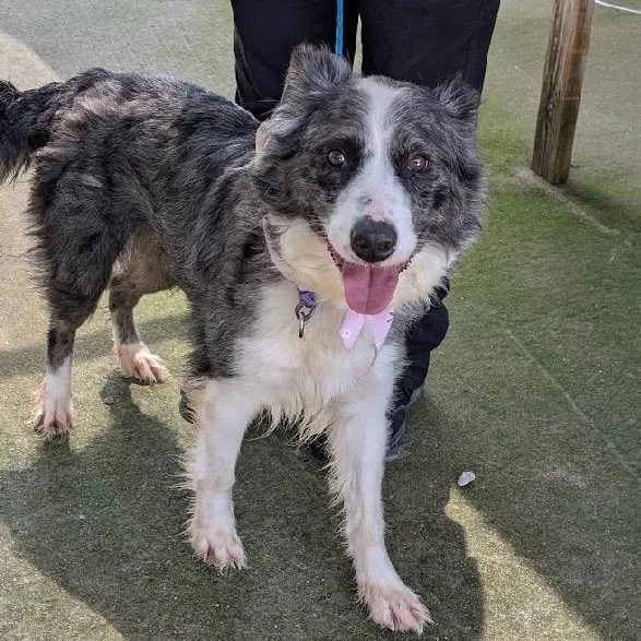 An adult medium-sized female Australian Shepherd dog named Gemini for adoption in Scottsburg, IN