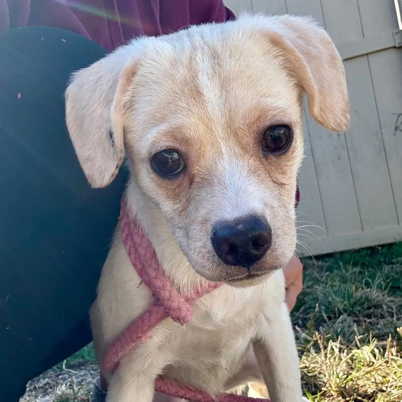 An adult small-sized male Yellow / Tan / Blond / Fawn Chihuahua dog named Sven for adoption in Evansville, IN