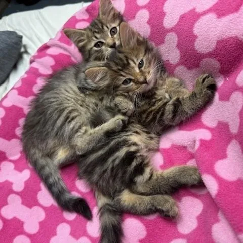 Lumi & Hissy