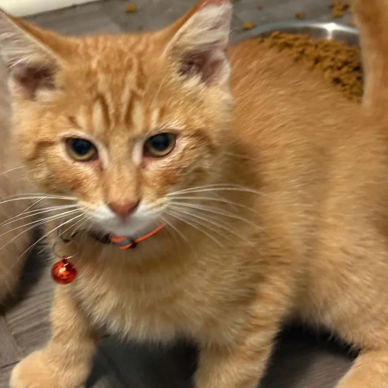 A baby small-sized male Orange / Red Domestic Short Hair cat named Cheddar for adoption in Pasadena , MD
