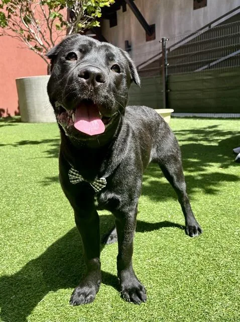 A young large-sized male Cane Corso dog named Zamboni for adoption in San Francisco, CA