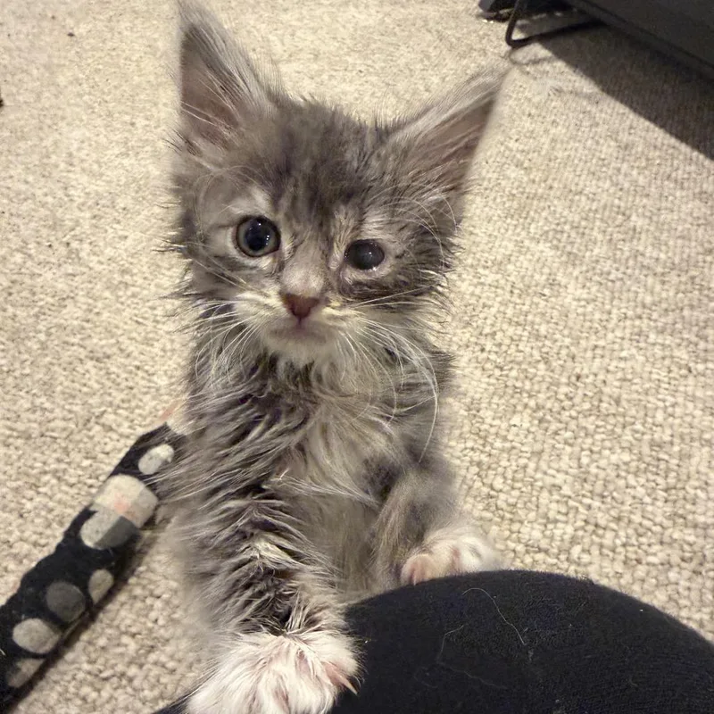 A baby small-sized male Gray / Blue / Silver Domestic Long Hair cat named Waylon Jennings for adoption in North Branford, CT
