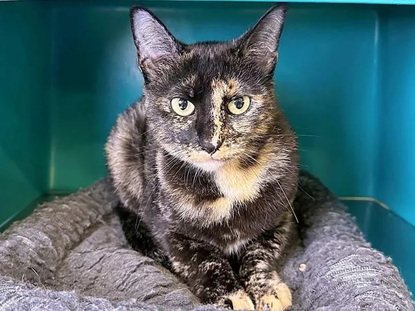 An adult small-sized female Domestic Short Hair cat named Suffolk for adoption in Sherwood, OR