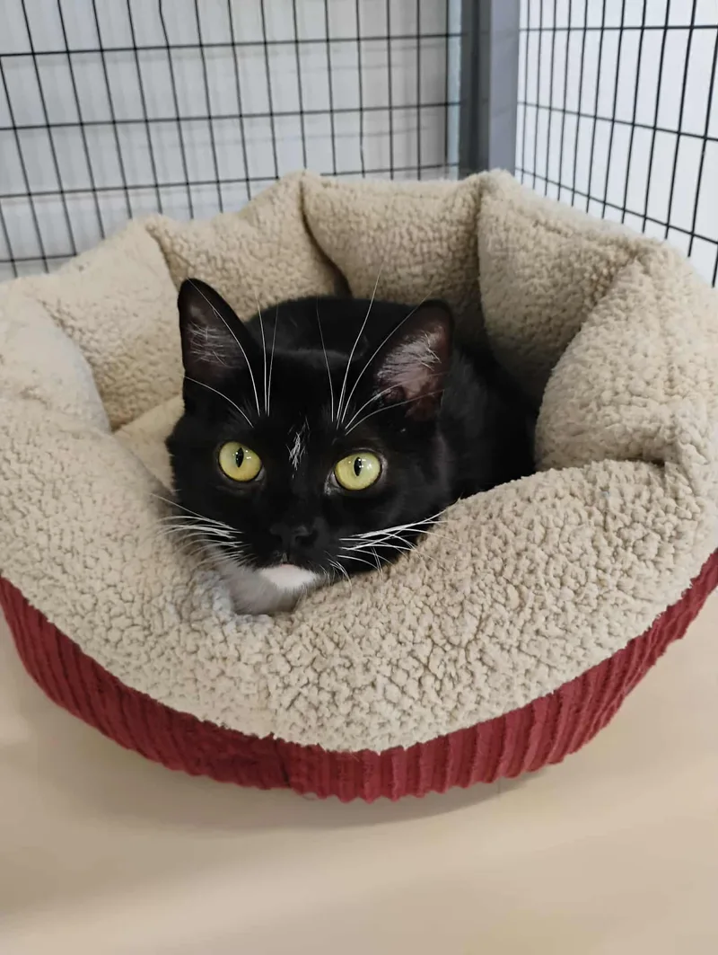 Artemis At Petsmart