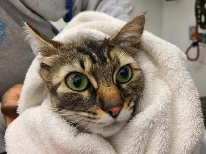 A young medium-sized female Domestic Short Hair cat named Nairobi for adoption in Seattle, WA