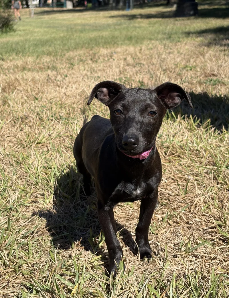 A young small-sized female Chihuahua dog named GYPSY playful pup for adoption in Cypress, TX