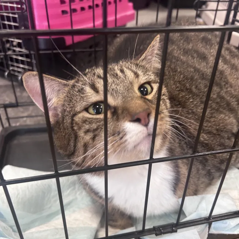 A senior extra large-sized male Brown / Chocolate Domestic Short Hair cat named Cotton for adoption in Philadelphia, PA