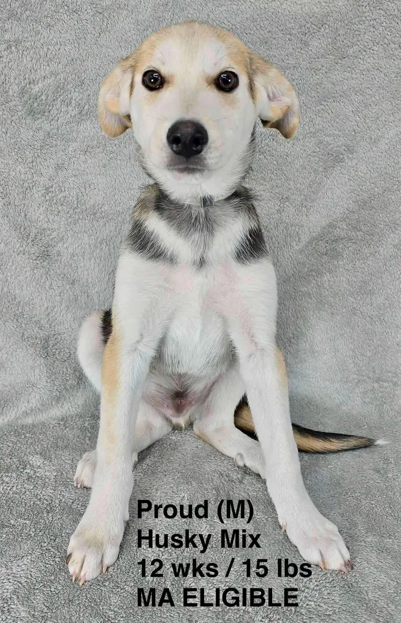 A young medium-sized male Husky dog named Proud for adoption in Pomfret Center, CT