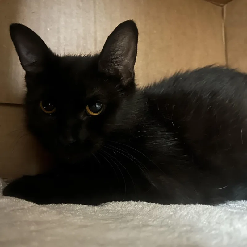 An adult medium-sized female Black Domestic Medium Hair cat named Tippy for adoption in West Olive, MI