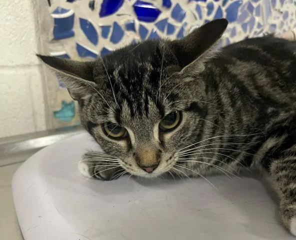 A young medium-sized female Domestic Short Hair cat named Ersa for adoption in Pensacola, FL