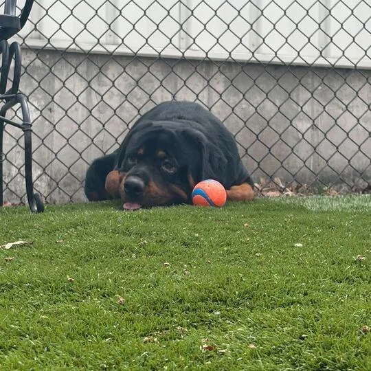 Ternament thumbnail 2