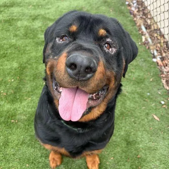 Ternament thumbnail 4