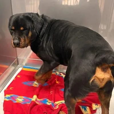 Ternament thumbnail 5