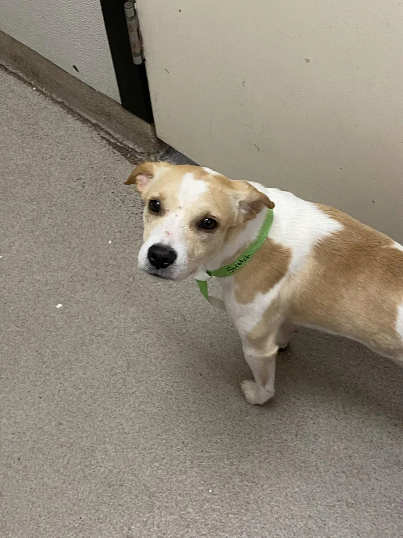 A young small-sized male Rat Terrier dog named Stretch for adoption in Sanford, FL