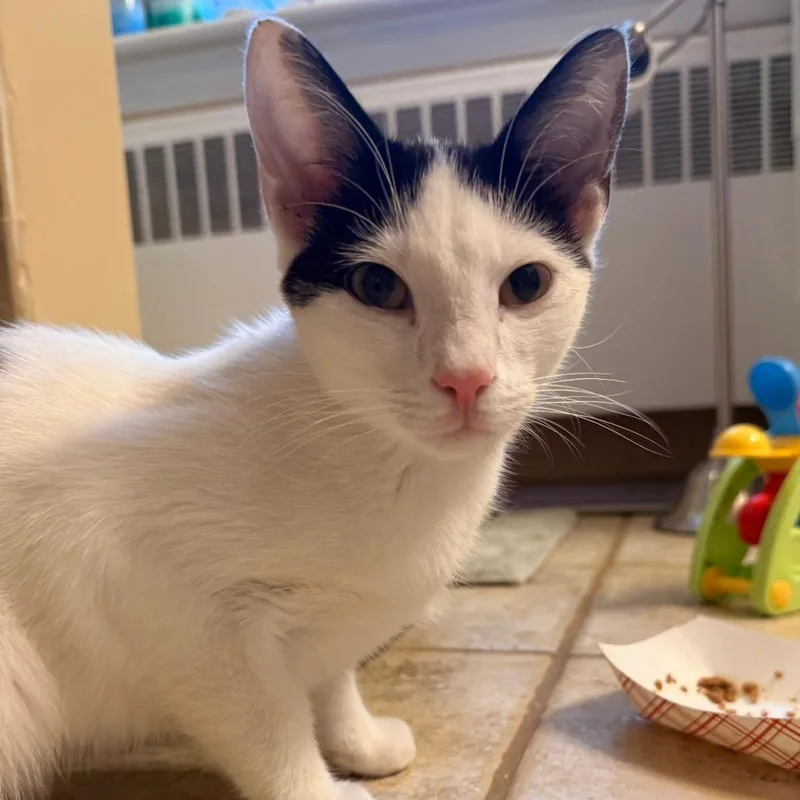 A baby small-sized male White Domestic Short Hair cat named Chicken for adoption in Philadelphia, PA