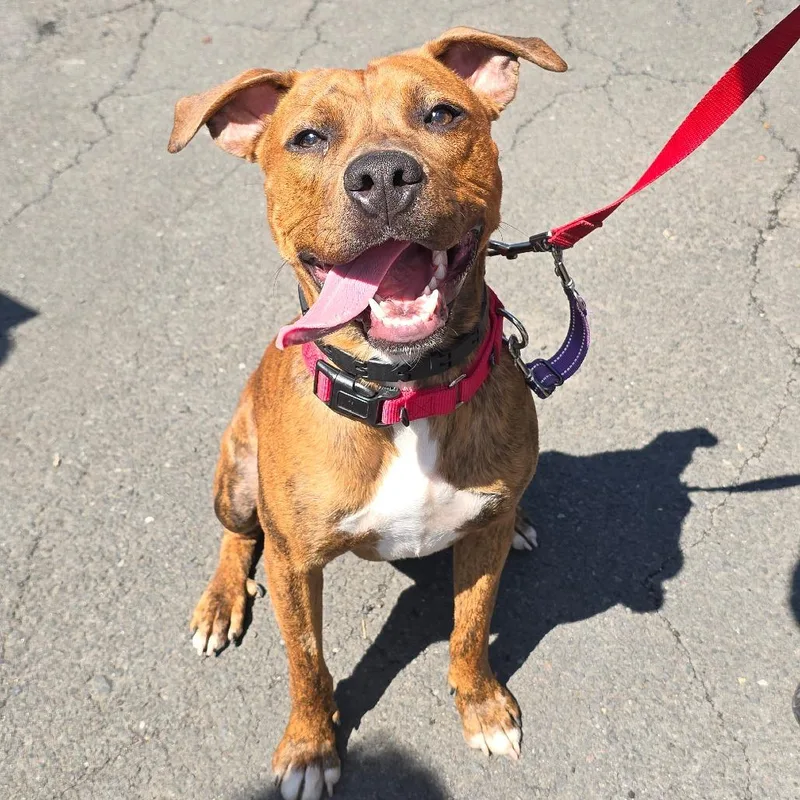 A young medium-sized male Brindle Mixed Breed dog named Tarzan for adoption in East Hanover, NJ