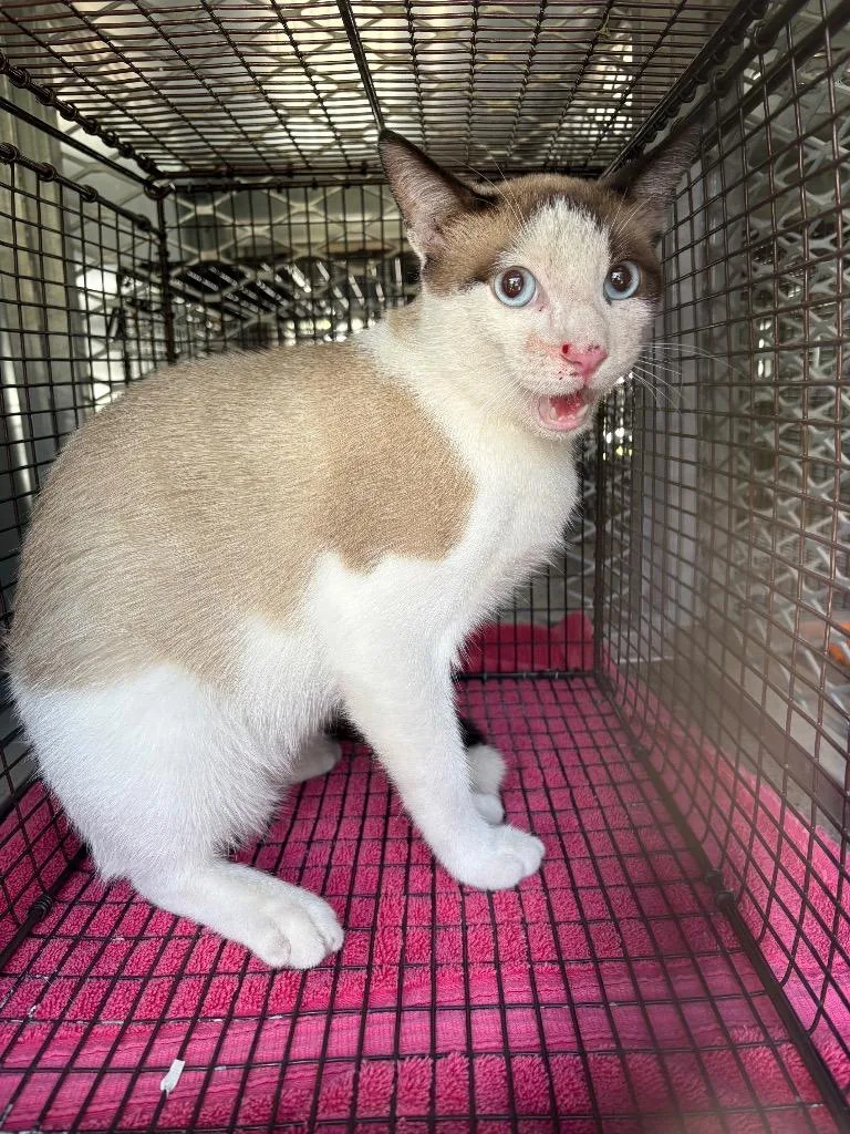 A young medium-sized male Domestic Short Hair cat named Gug for adoption in New Braunfels, TX