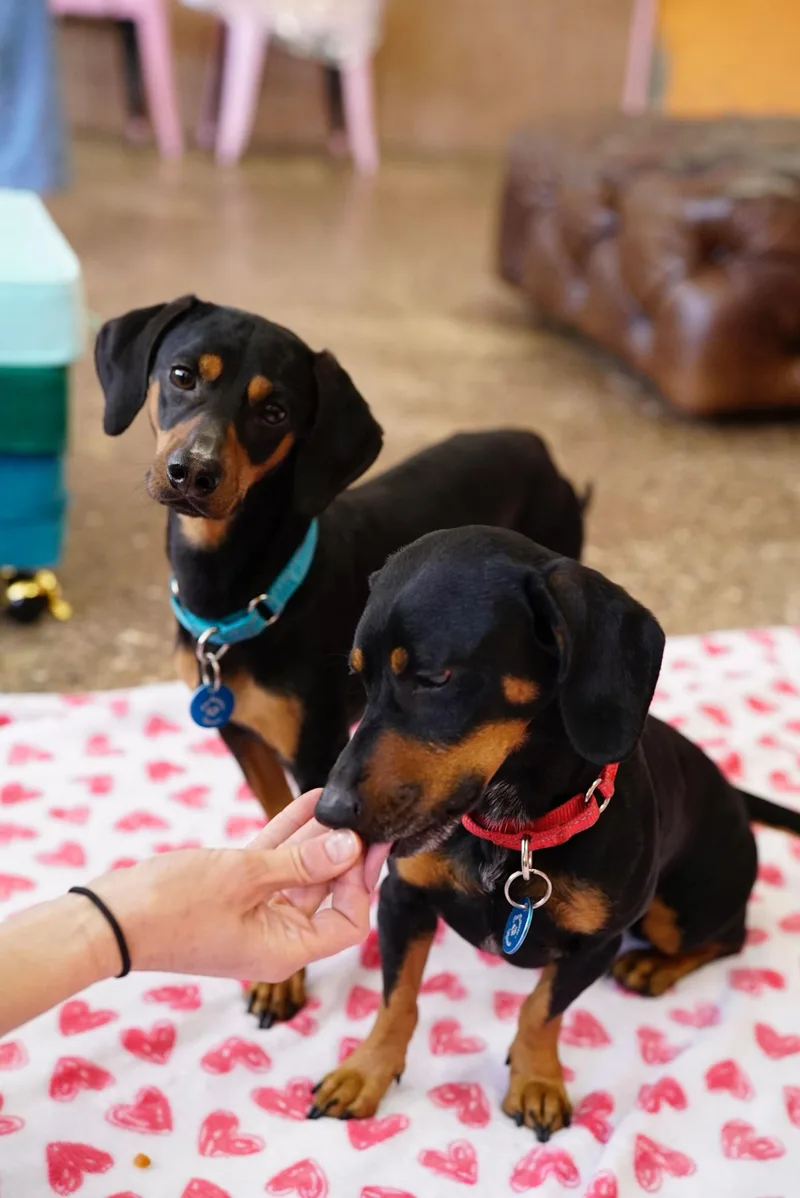 Frank & Link thumbnail 5