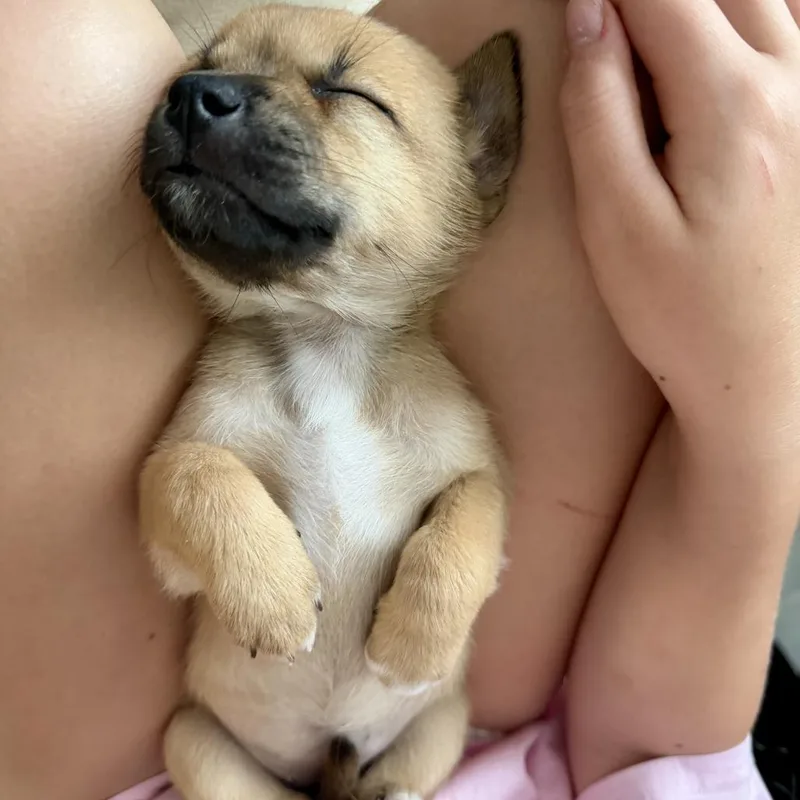 Nala