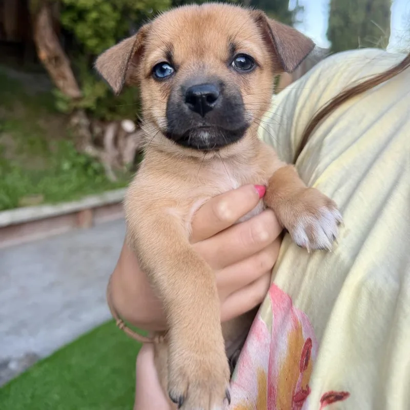 Nala thumbnail 2