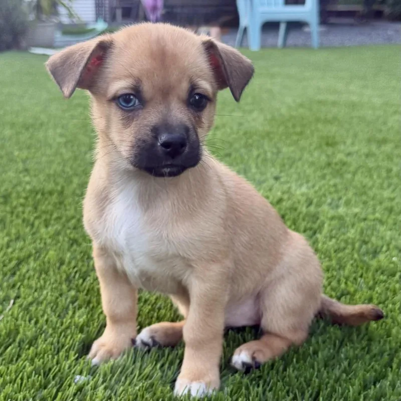 Nala thumbnail 3
