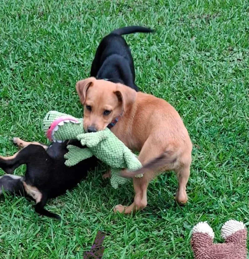 A baby medium-sized male Mixed Breed dog named Goose for adoption in Northwood, NH