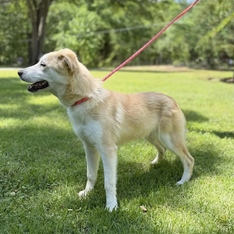 A young small-sized female Husky dog named Trina for adoption in Locust Fork, AL