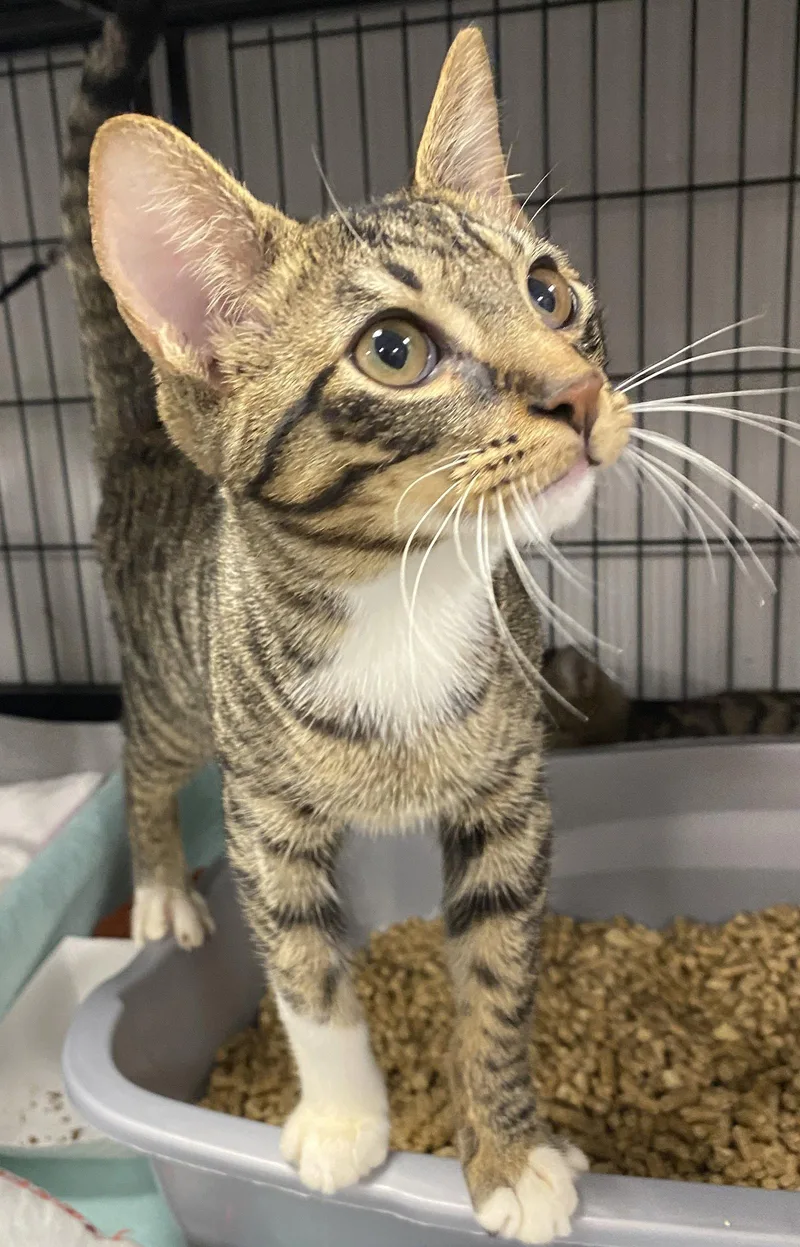 A young medium-sized male Domestic Short Hair cat named Speaker Phone for adoption in Satellite Beach, FL