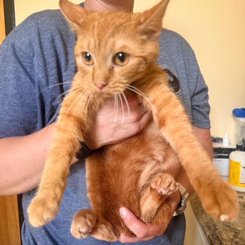 A young small-sized male Orange / Red Domestic Short Hair cat named Fastos for adoption in Corinth, MS