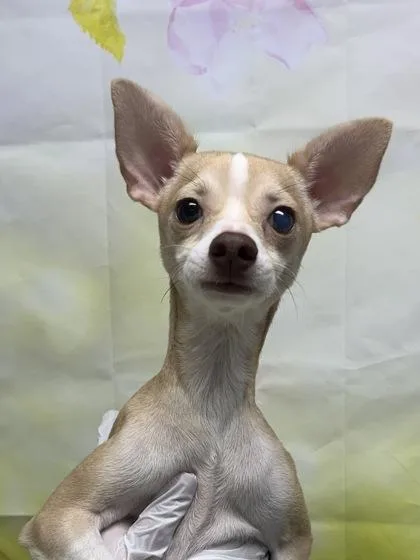 Chikita