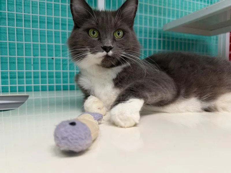 A young medium-sized female Domestic Medium Hair cat named Pearl for adoption in St. Helens, OR