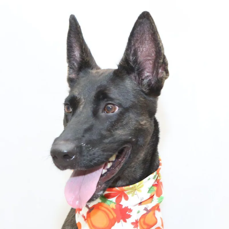 A young medium-sized female Dutch Shepherd dog named Sarabi for adoption in Sanford, FL