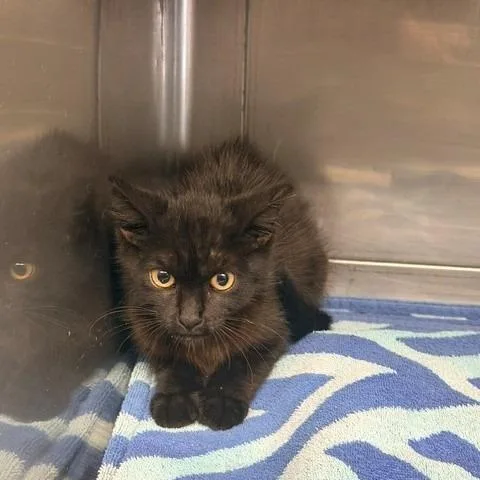 A baby small-sized female Black Domestic Short Hair cat named Noche for adoption in Hawthorne, CA
