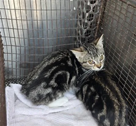 A baby small-sized female Domestic Short Hair cat named Atlas for adoption in Chatsworth, CA