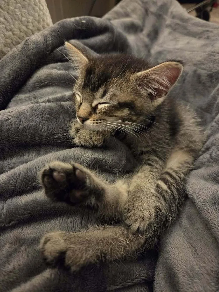 A baby medium-sized female Domestic Short Hair cat named Phantom Of The Opurra for adoption in Plymouth, MI