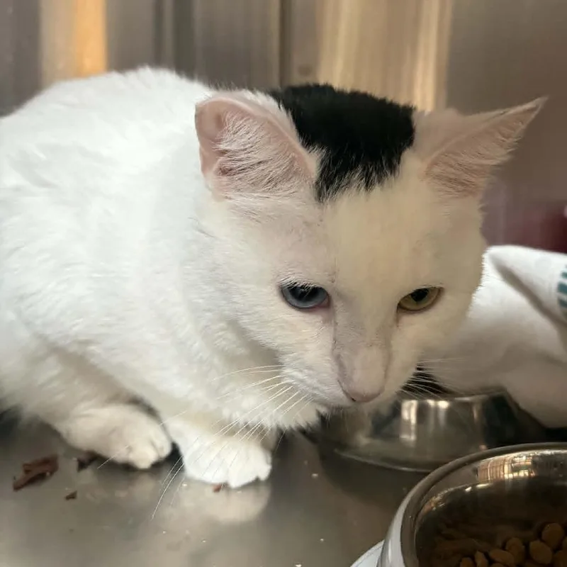 An adult medium-sized female White Domestic Short Hair cat named Frances  Costa Mesa for adoption in Chino Hills, CA